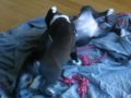 Pitbull Puppies  *Energy*