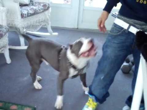 blue nose pitbull