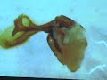 Male Army Ant Dissection