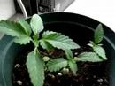 marijuana plant marijuana plant