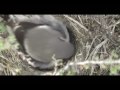Sheldon NWR - Wildlife Film - Thumb #2