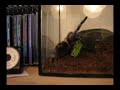 Brachypelma smithi vs. Caterpillar