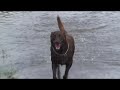 Des Moines Flood W/Dog 06-12-08