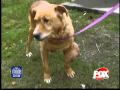 Trooper barking to recovery