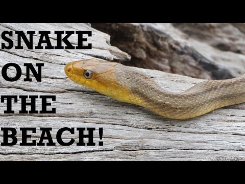 YouTube reptile video