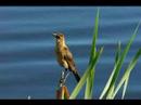 Shot with the Panasonic HVX-200.Standard Definition.720x480 24pGreat Color Rendition