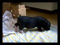 Pot bellied pig Valentino feeling itchy