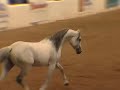 Scottsdale Arabian Horse Show Liberty Finals 2008