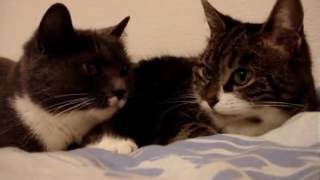 İki kedi konuşuyor (Türkçe Altyazı)