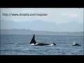 orca;s off lime kiln with randall wright