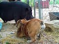 english bulldog and pot bellied pig