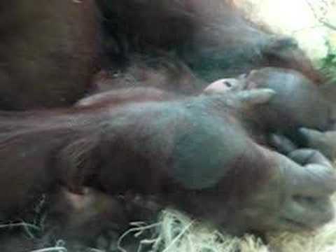 baby orangutan