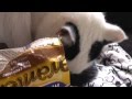 Ziggy Stardust - The Cat