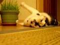 寝転ぶ猫のこゆき