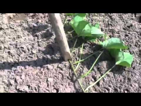 how to grow vines from a potato