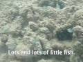 Beach Walk #132 - Sea Creatures