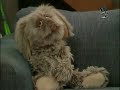 Mr. Floppy - glücklich ist niemand Mr. Floppy - glücklich ist niemand
