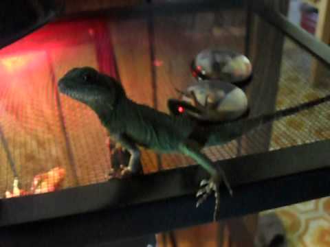 how to cure mbd in chinese water dragons