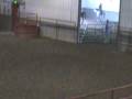 VF BUG A DASH IN FOAL TO JB PROUD N FAMOUS