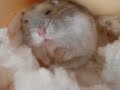 Smoki the hamster