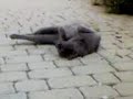 gatto certosino