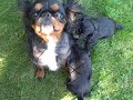 Haisley and her puppies playing Haisley and her puppies playing