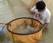 ikan kelisa bkt merah