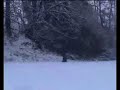bigfoot-sighting-in-luxembourgeurope-better-quality.html