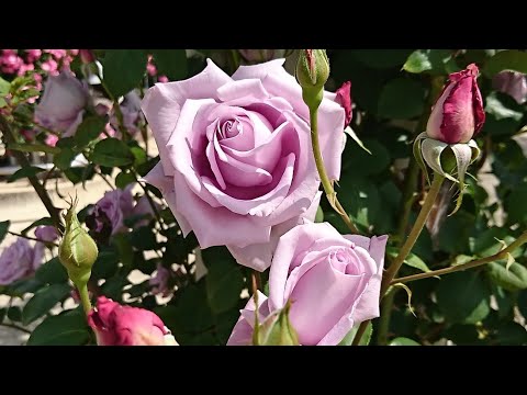 動画