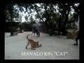 MANALO K9's CAT, 4mo old son of WOLF