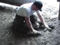 Al Deckers Farm Castration Time