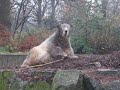 Knut und das Zuckerrohr
