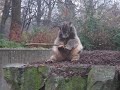 Knut und das Zuckerrohr