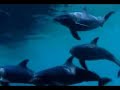 dolphin sit back take a rest and enjoy for this show save an