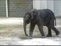 Pittsburgh Zoo Elephants