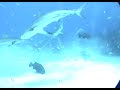 Shark dive