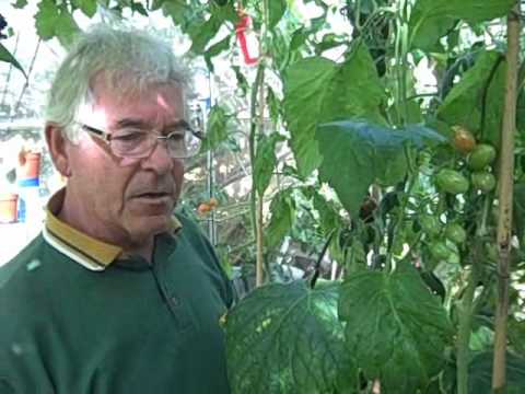 how to fertilize greenhouse tomatoes