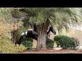 Lightening 2 - SSH gelding