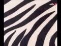 Anari - Zebra