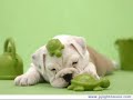 Cute funny sweet dog/puppy pics