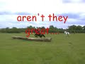 Puzz and Bob XC schooling! Puzz and Bob XC schooling!