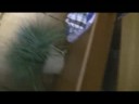 2008-08-27 Video Journal: Secretly Put Bonny\ 2008-08-27 Video Journal: Secretly Put Bonny\