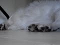 Dog having a nightmare and twitching