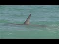 FLORIDA SHARK ATTACKS IN BROAD DAYLIGHT 5 FEET FROM SHORE FLORIDA BEACH