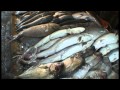 Shark Release Koh Tao Thailand 2011.mpg