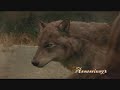 Twilight -Werewolves Scene edited :)