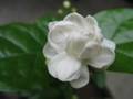 茉莉花