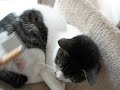 Click here to watch this video ブラッシングできたよ！
