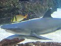 Shark Video and Slides