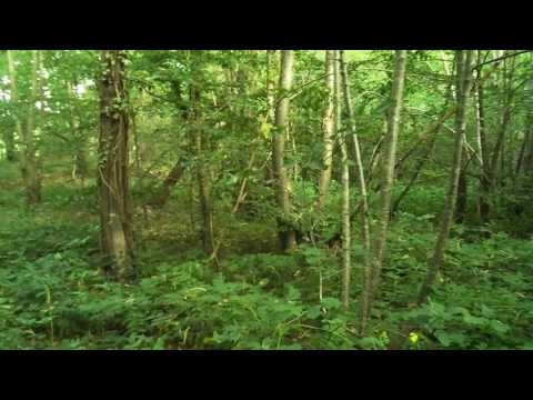 Image de prévisualisation YouTube